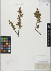 Foto von Salix glabra Scop.